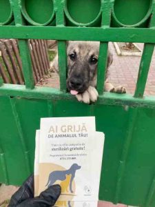 Sterilizări și microcipări gratuite pentru câinii cu proprietar în Ilfov. Patru campanii în august
