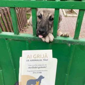 campanie de sterilizare gratuită pentru câini și pisici de rasă comună