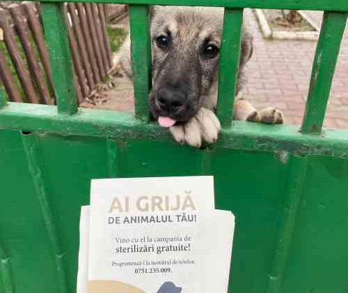 campanie de sterilizare gratuită pentru câini și pisici de rasă comună
