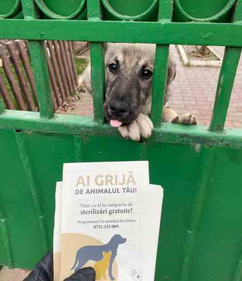 campanie de sterilizare gratuită pentru câini și pisici de rasă comună
