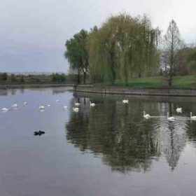 Parcul Dendrologic Chitila