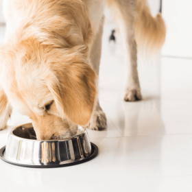 beneficii ale mâncării Purina - hrana caini purina