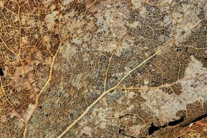 Descoperă Corbeanca: Harta și Atracțiile Locale