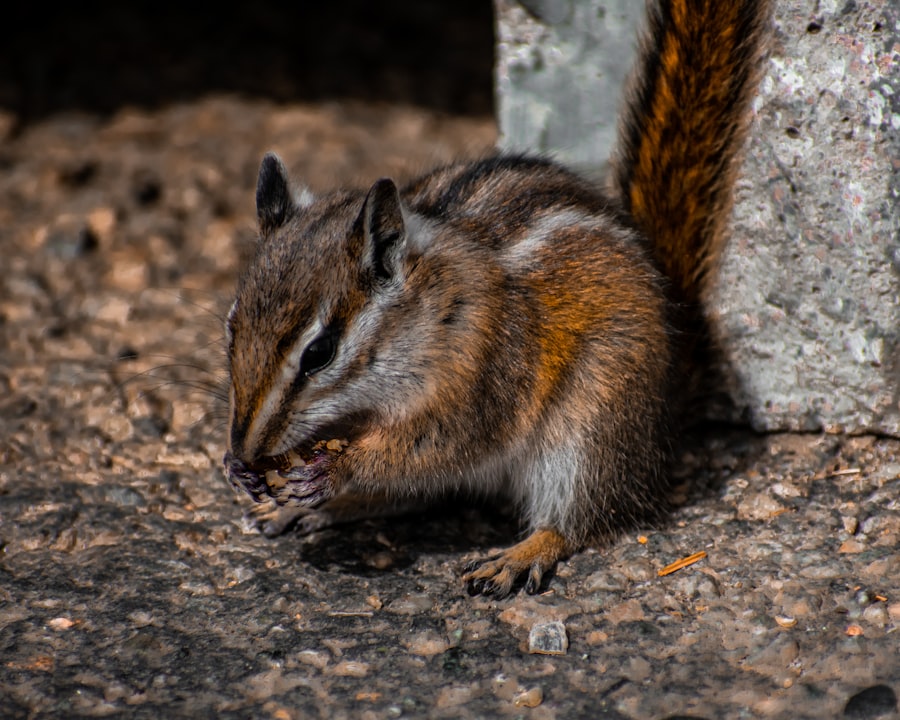 Rodent infestation