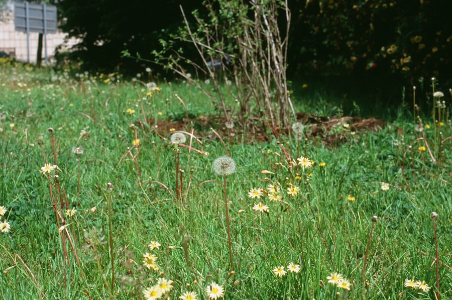 Hedgehog in yard