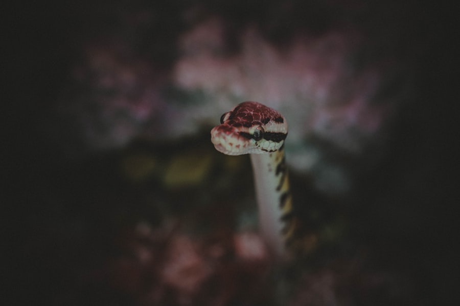 Snake dream