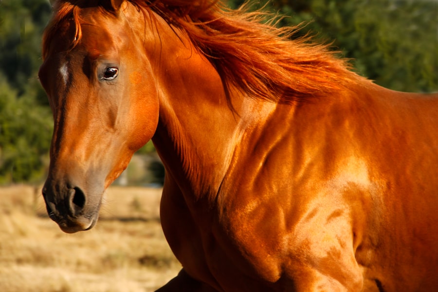 Horse running