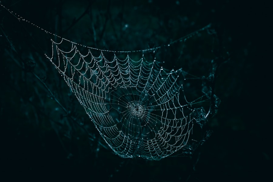 Spider web