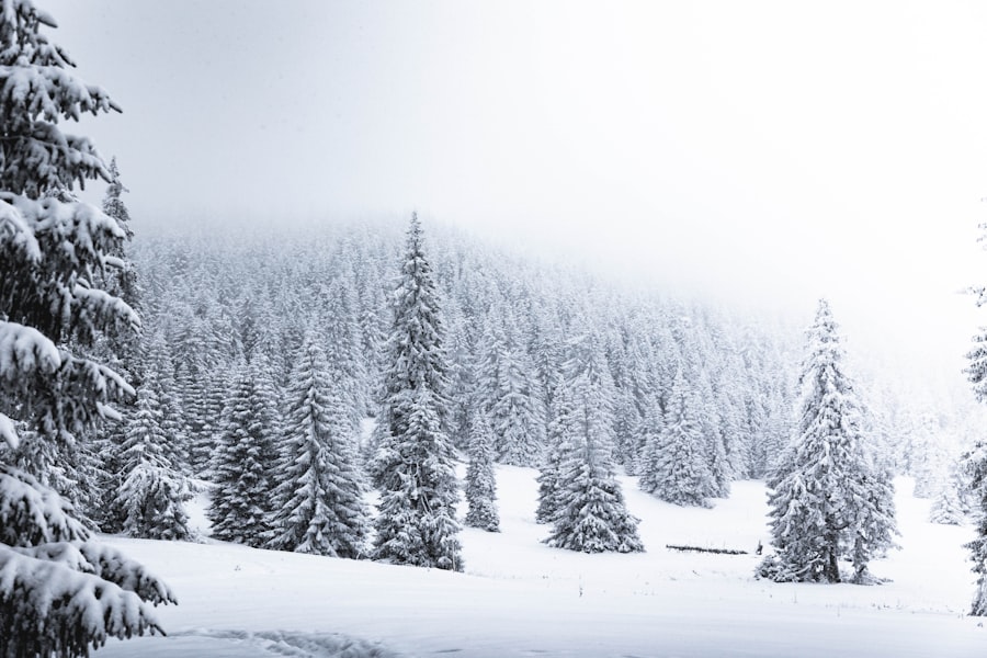 Winter landscape