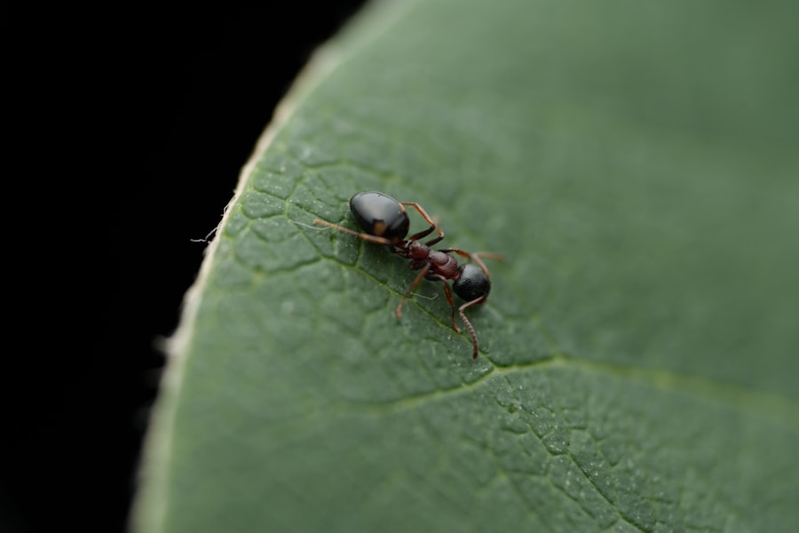 Bug crawling