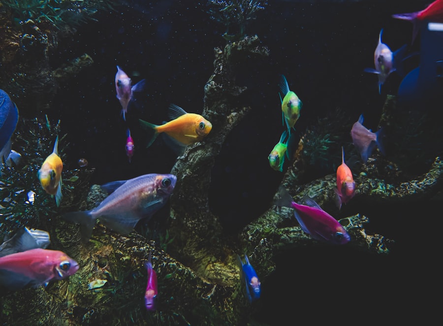 Abundance of fish