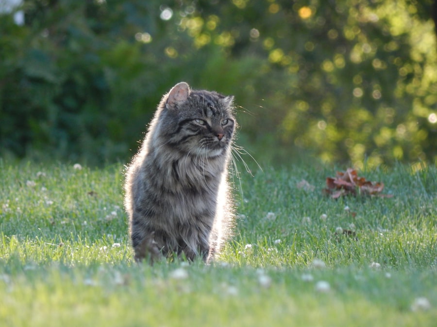 Photo Playful kittens