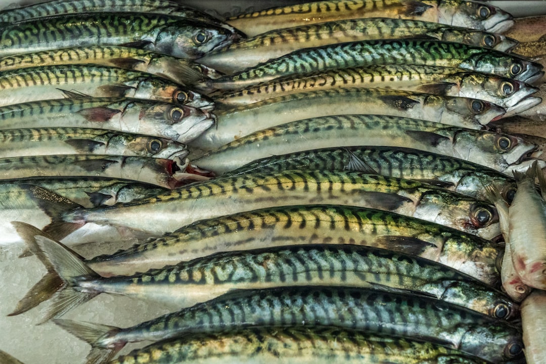 Photo Abundance of fish