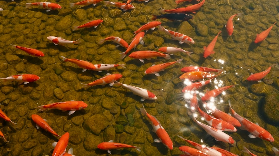 Photo Abundance of fish