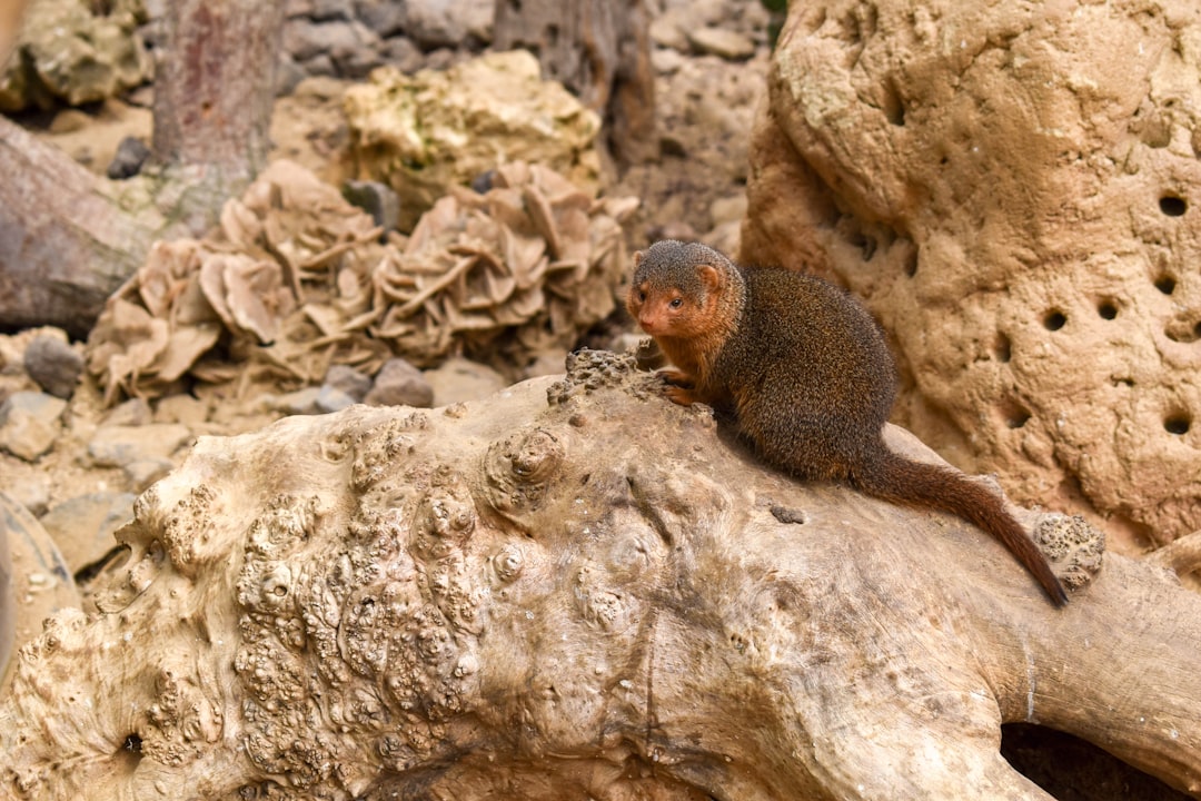 Photo Rodent infestation