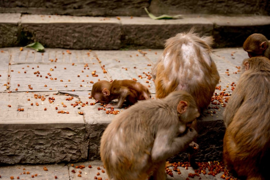 Photo Rodent infestation