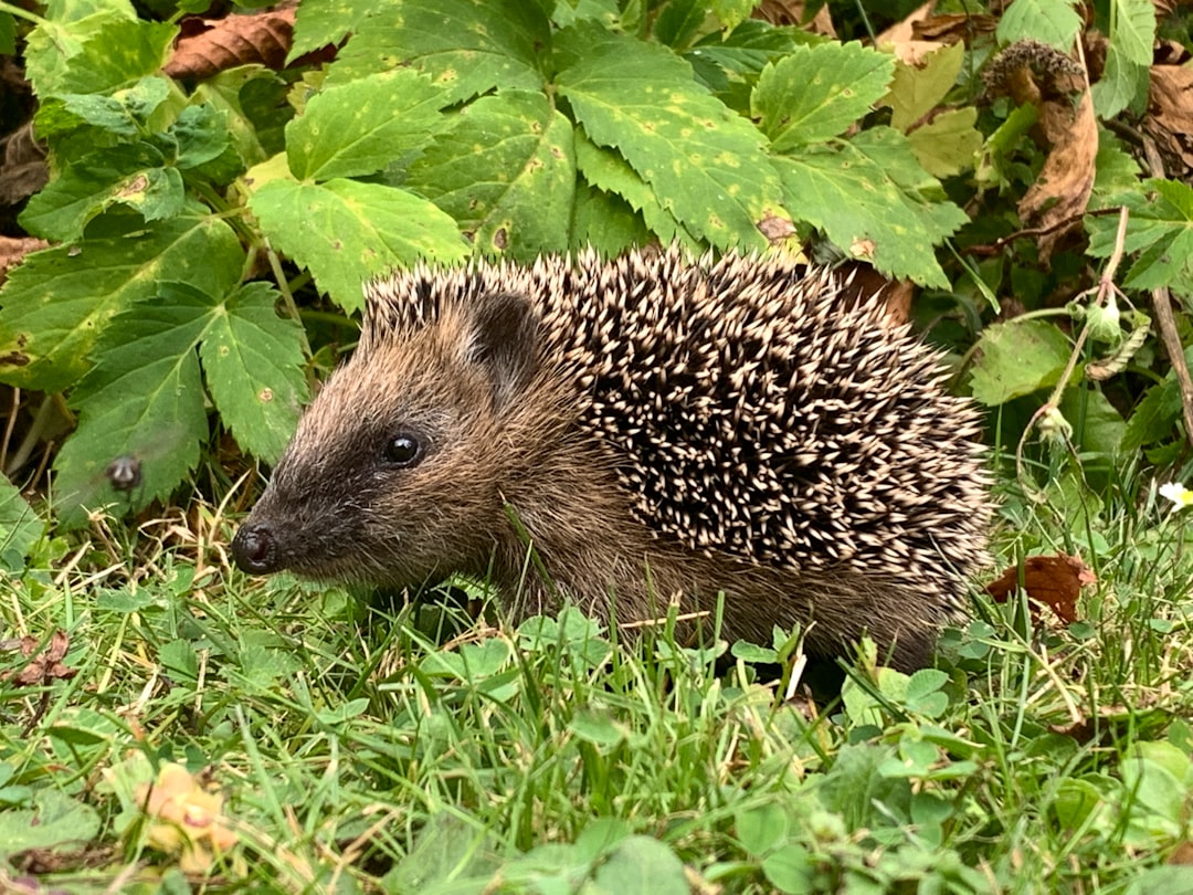 Photo Hedgehog in yard
