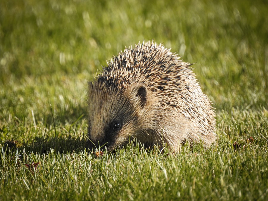 Photo Hedgehog in yard