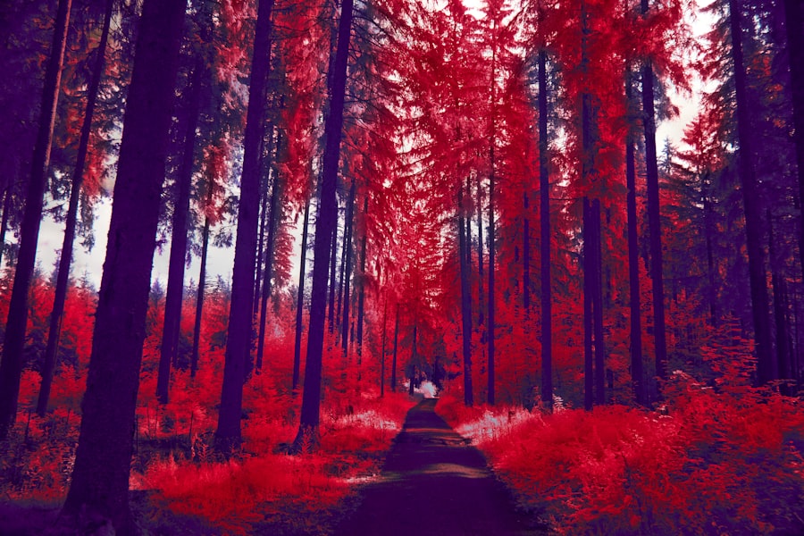 Photo Blood dream