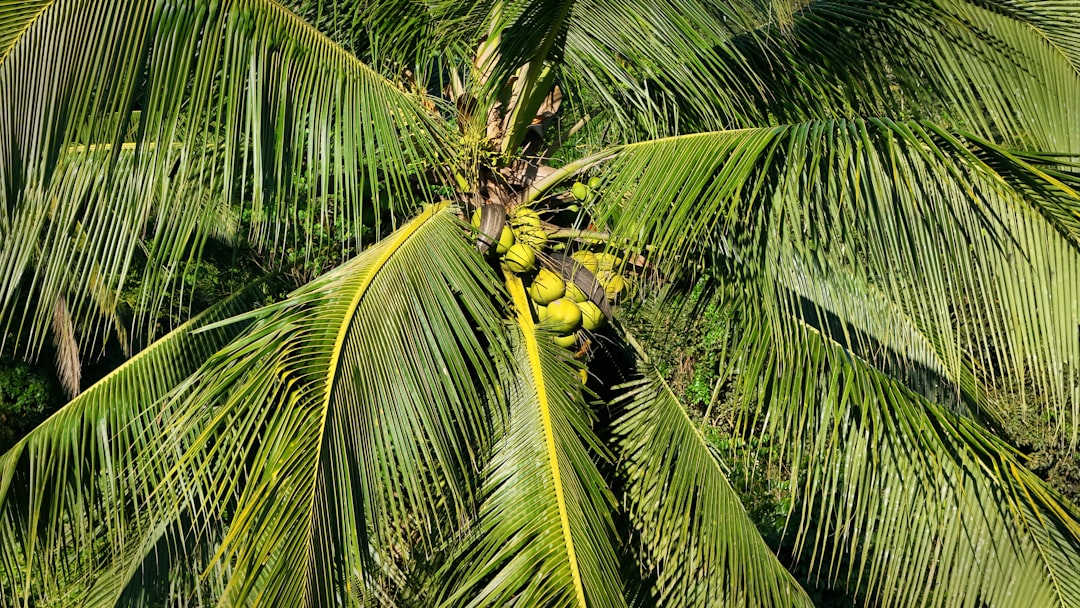 Photo Palm itching