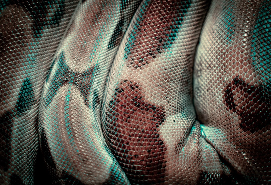 Photo Snake dream