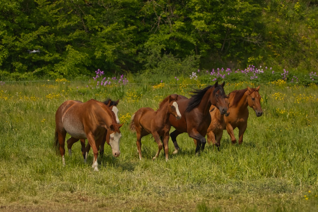 Photo Horse running