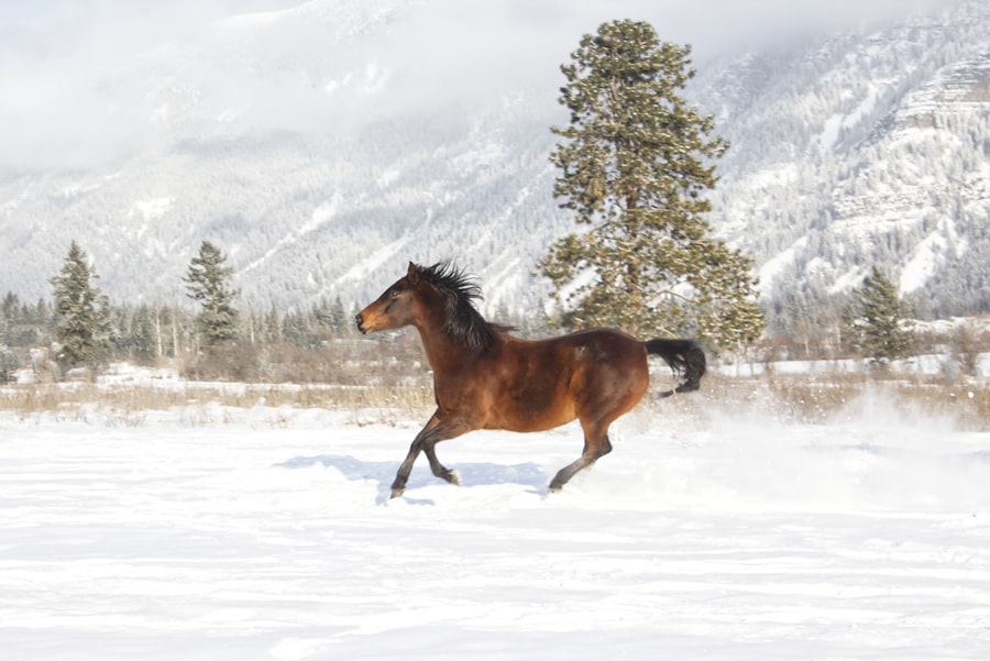 Photo Horse running