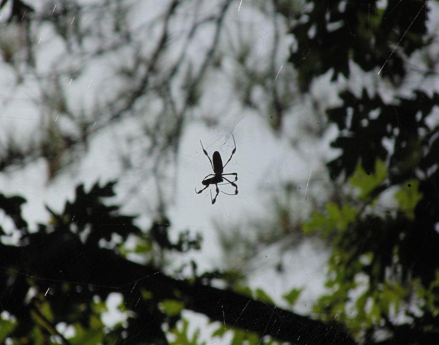 Photo Bug crawling