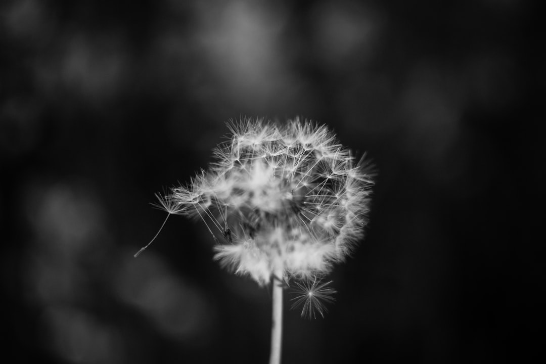 Photo semnificatia viselor