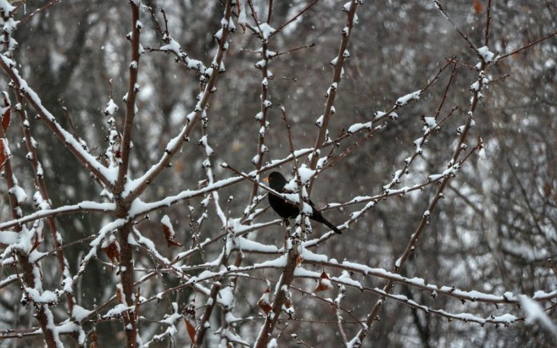 Birdwatching de iarnă în Ilfov: ce specii rămân și ce specii vin