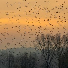 Birdwatching toamna în Ilfov