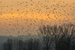 Birdwatching toamna în Ilfov