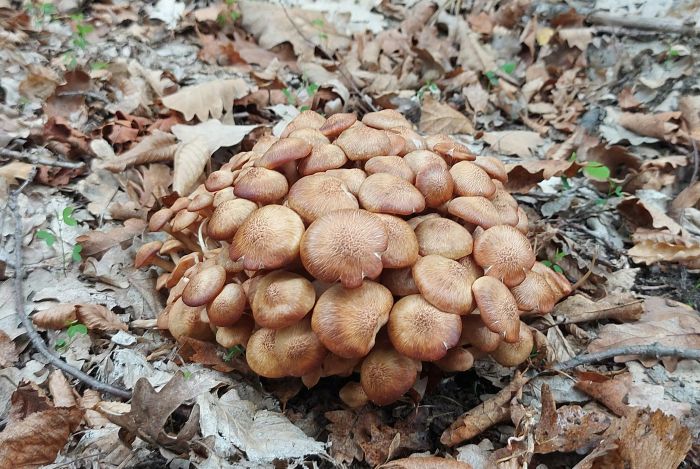 Culesul de ciuperci în Ilfov pe vreme umedă de toamnă