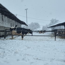 Fermele din Ilfov pe timp de iarnă extremă
