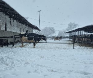 Fermele din Ilfov pe timp de iarnă extremă
