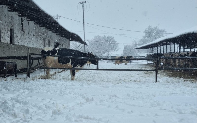 Fermele din Ilfov pe timp de iarnă extremă: cum supraviețuiesc animalele și oamenii