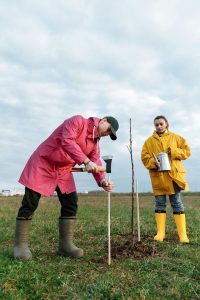 Grădinăritul de toamnă în Ilfov - Ce plantezi înainte de primul îngheț