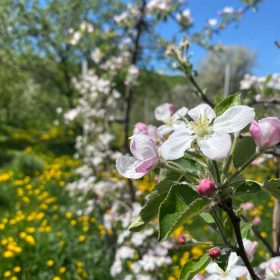Grădini și livezi din Ilfov de vizitat în perioada înfloririi