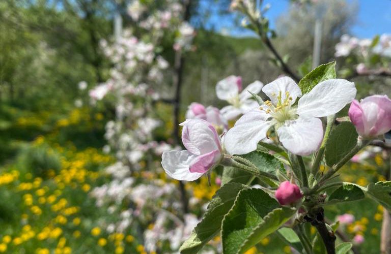 Grădini și livezi din Ilfov de vizitat în perioada înfloririi