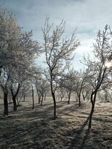 Îngrijirea grădinii pe ger