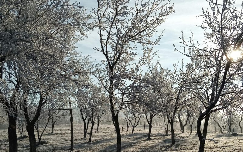 Îngrijirea grădinii pe ger: ce poți face și ce trebuie să eviți