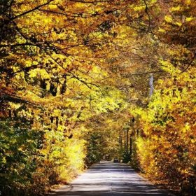 Padurea Snagov toamna