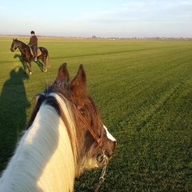 Plimbare cu calul în Ilfov