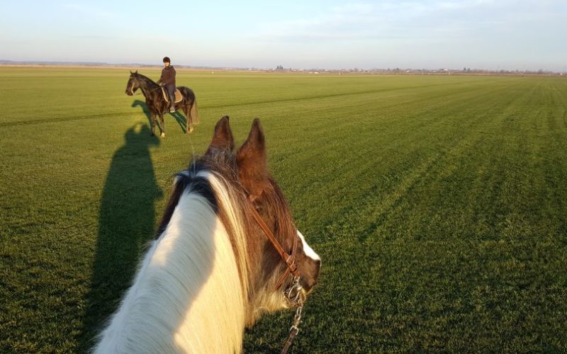 Plimbare cu calul în Ilfov