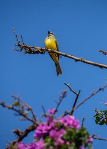 birdwatching