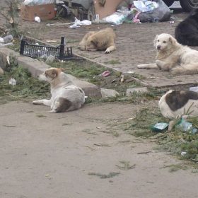câini abandonați în Ilfov - Măgurele