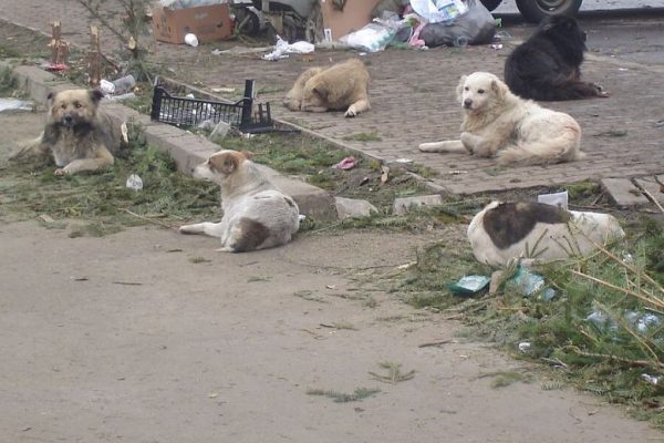 câini abandonați în Ilfov - Măgurele