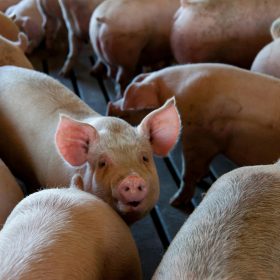 fermele de porci