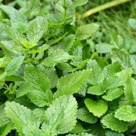 plante medicinale