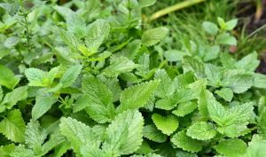 plante medicinale